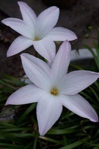 Bí Mật Của Tóc Tiên