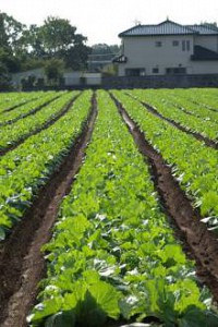 Vì Cuộc Đời Là Những Luống Rau